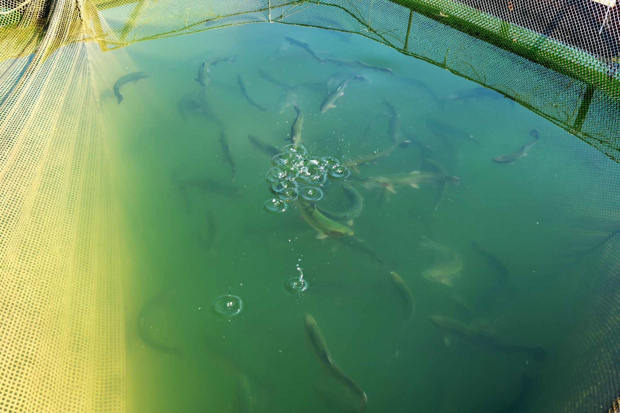 Solutions Detail Page - Aquaculture Solution row 5